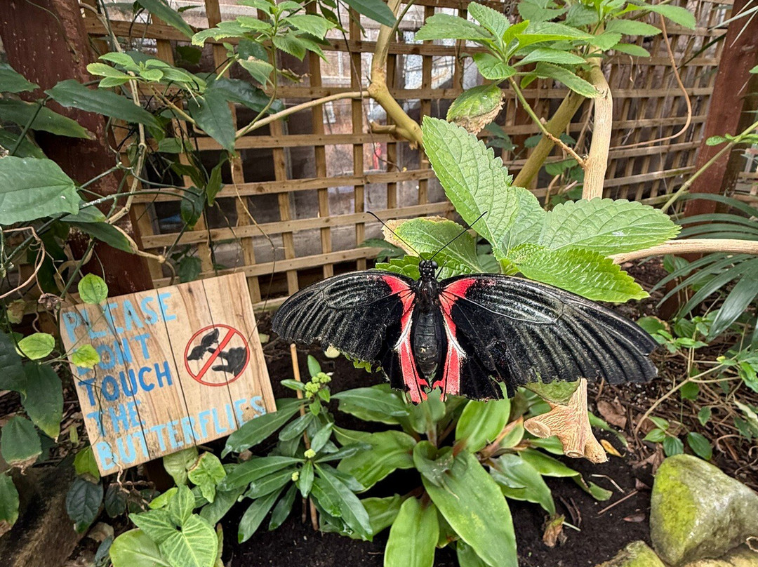 Stratford Butterfly Farm-埃文河畔斯特拉特福必去景点