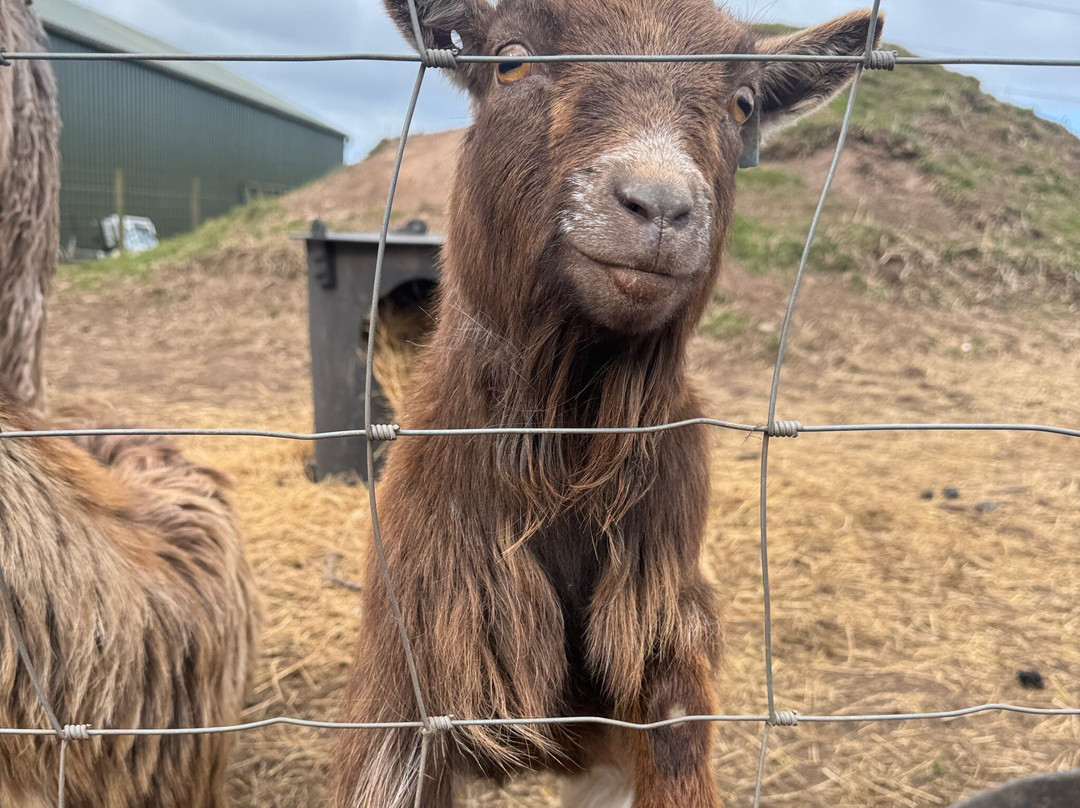 Balnuith Alpacas-敦提必去景点