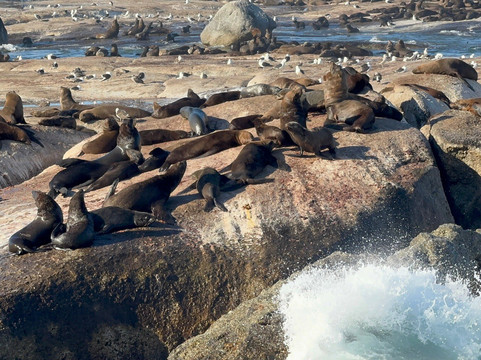 Seal Island-西开普必去景点