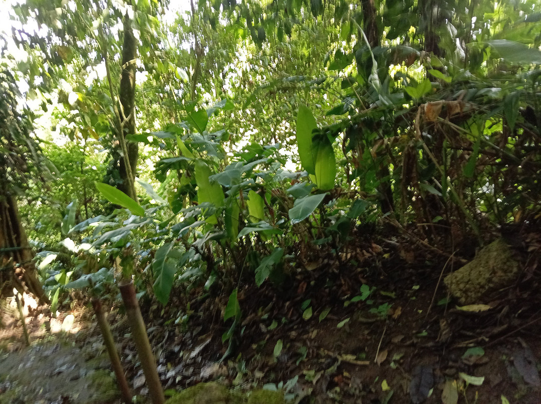 Zipline La Carpintera-圣何塞必去景点