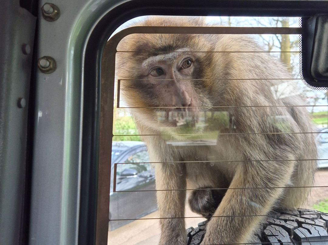 Woburn Safari Park-Woburn必去景点