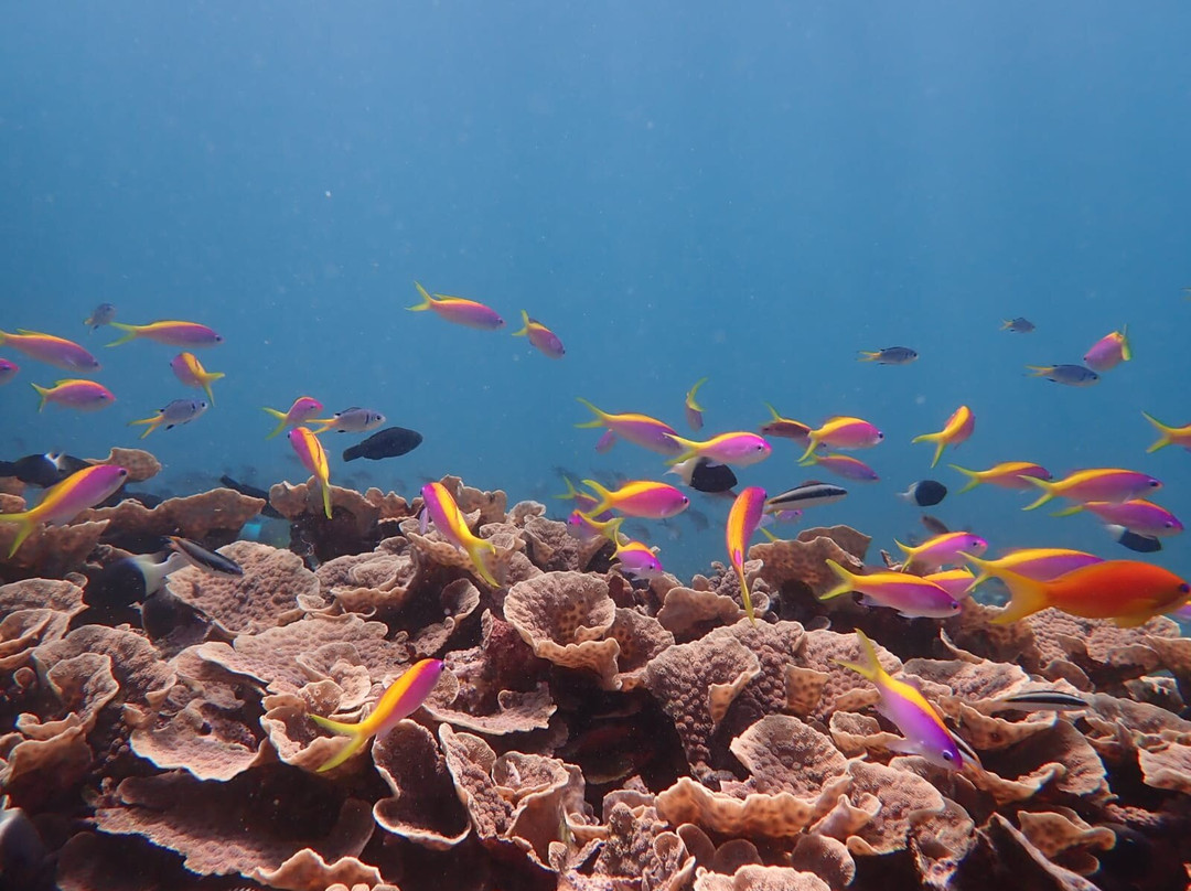 Mafia Whale Shark Tours-Kilindoni必去景点
