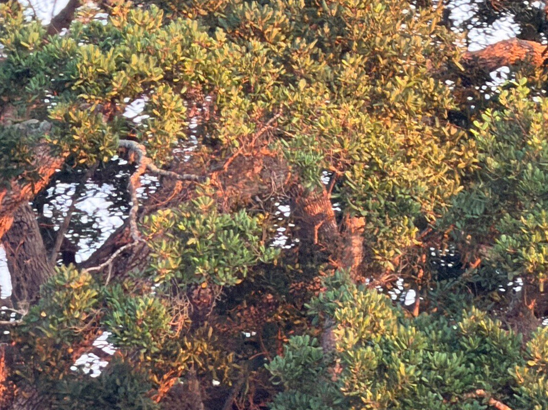 NPA Leopard Safari-蒂瑟默哈拉默必去景点