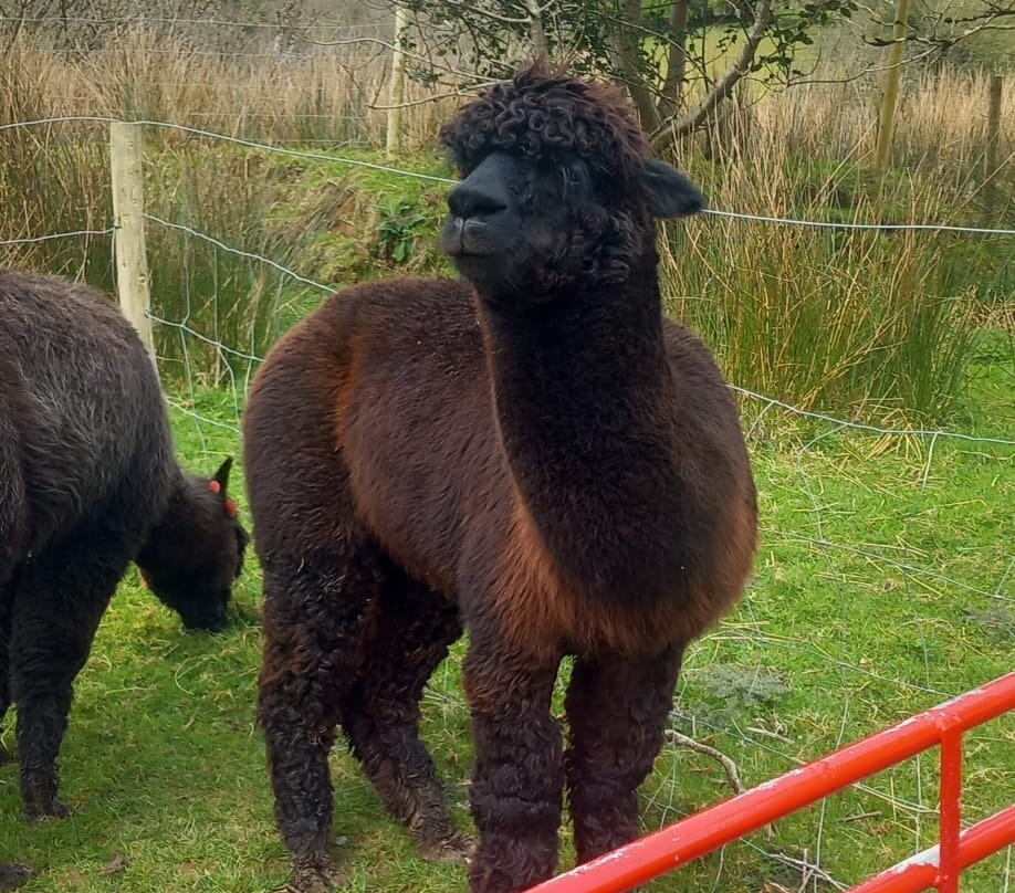 Glencar Alpacas-Glencar必去景点