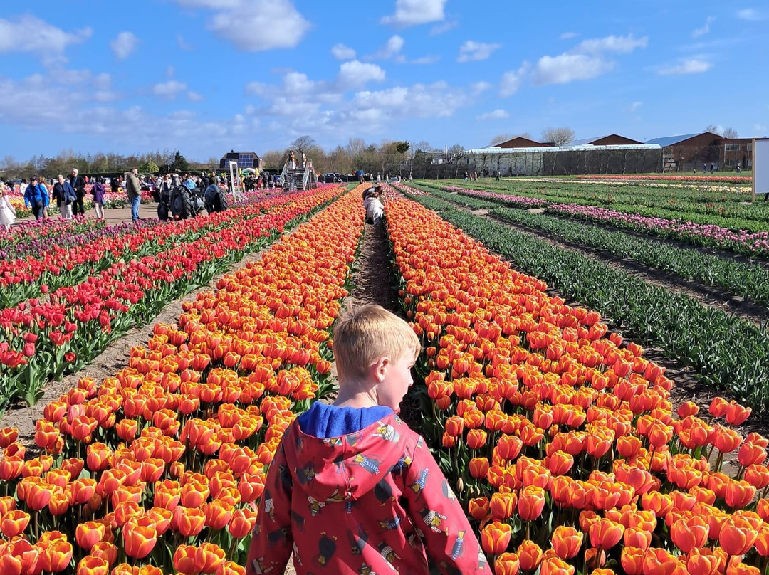 The Tulip Barn-Hillegom必去景点