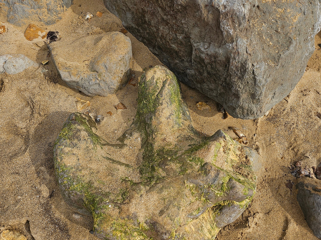 Isle of Wight Fossil Hunts - Island Gems-Godshill必去景点