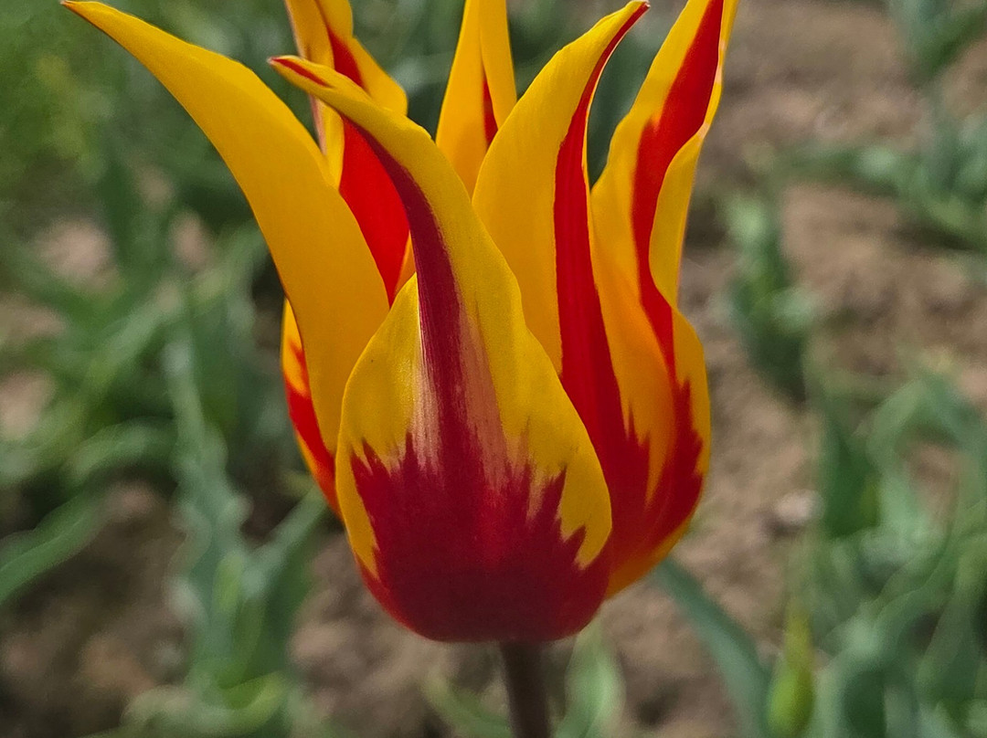 Tulleys Tulip Garden - Warwickshire-沃里克必去景点