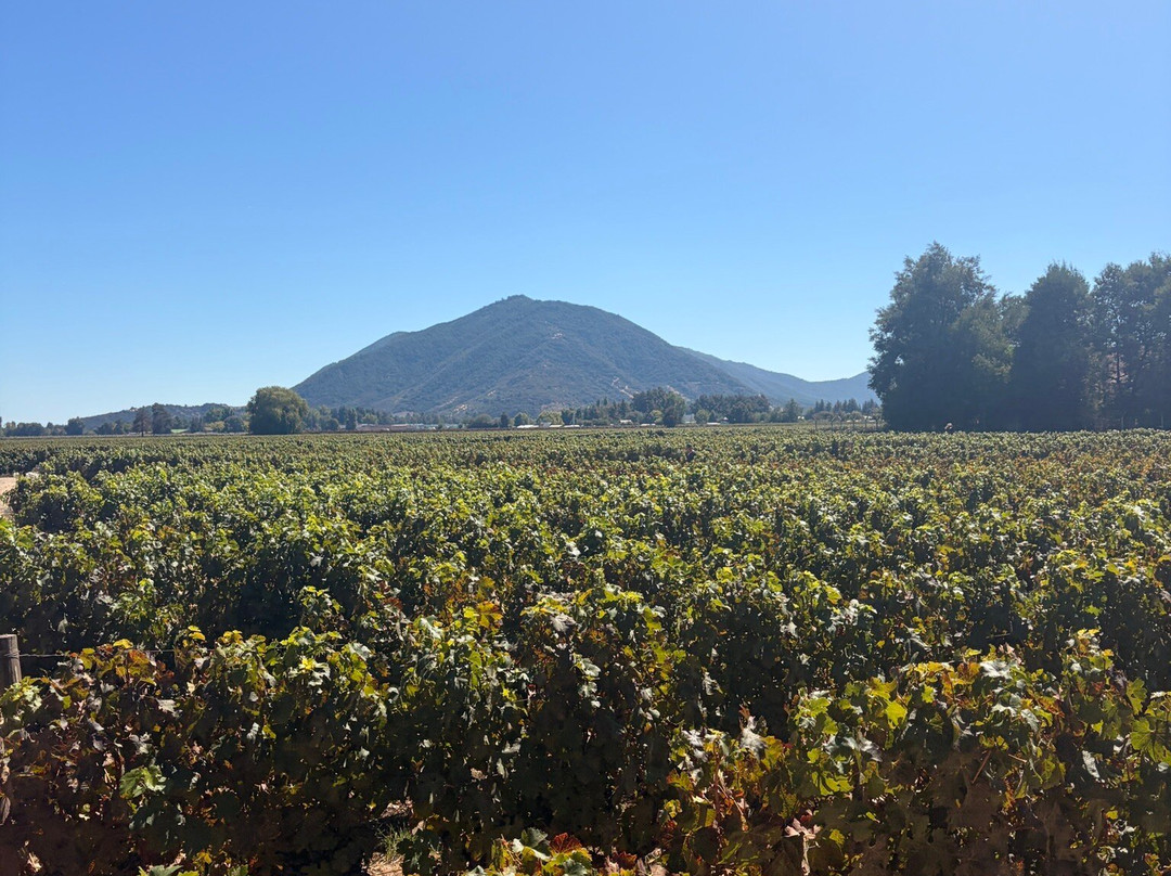 Viu Manent-圣克鲁斯必去景点