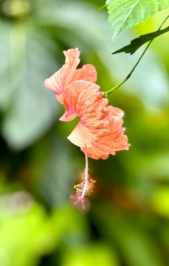 甜心庄园传统旅馆-旅行者