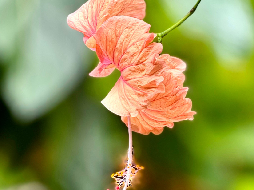 甜心庄园传统旅馆主图