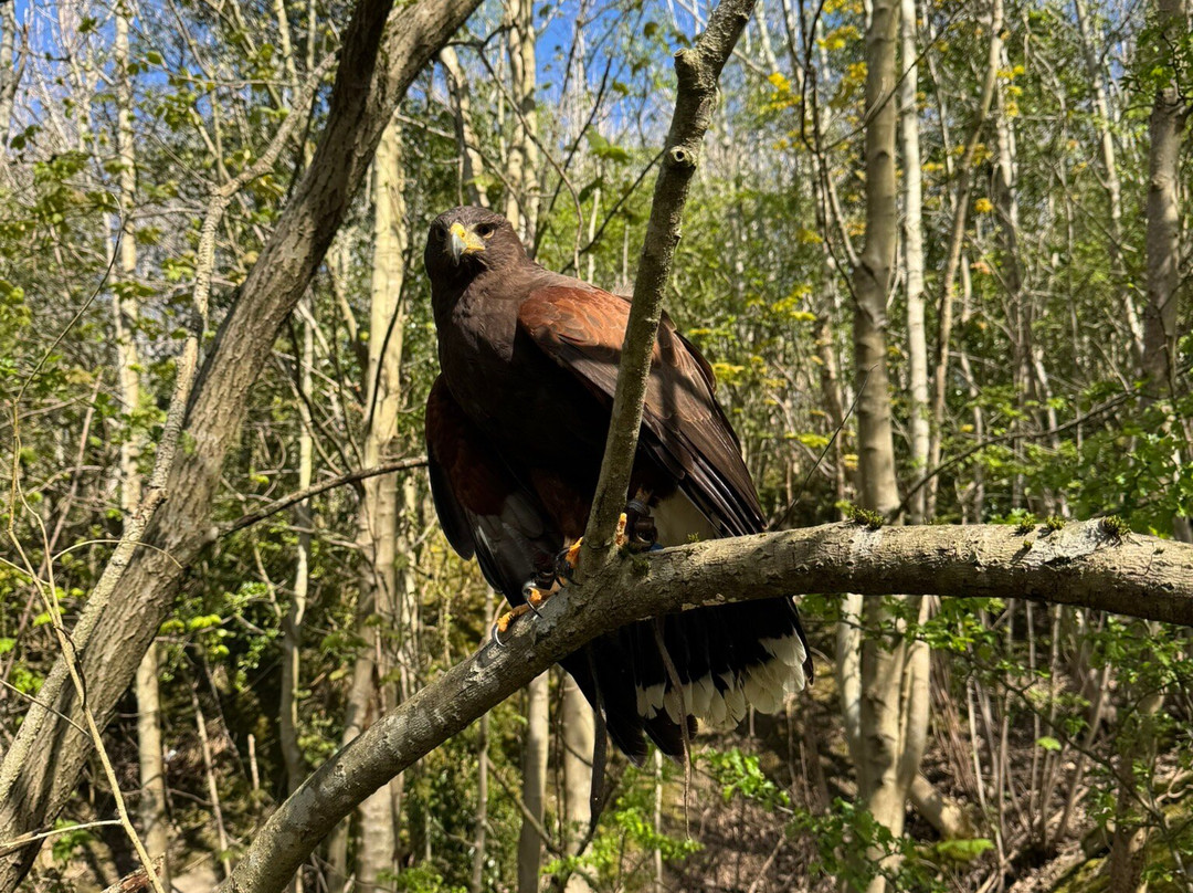 Riverside Falconry-纽卡斯尔必去景点