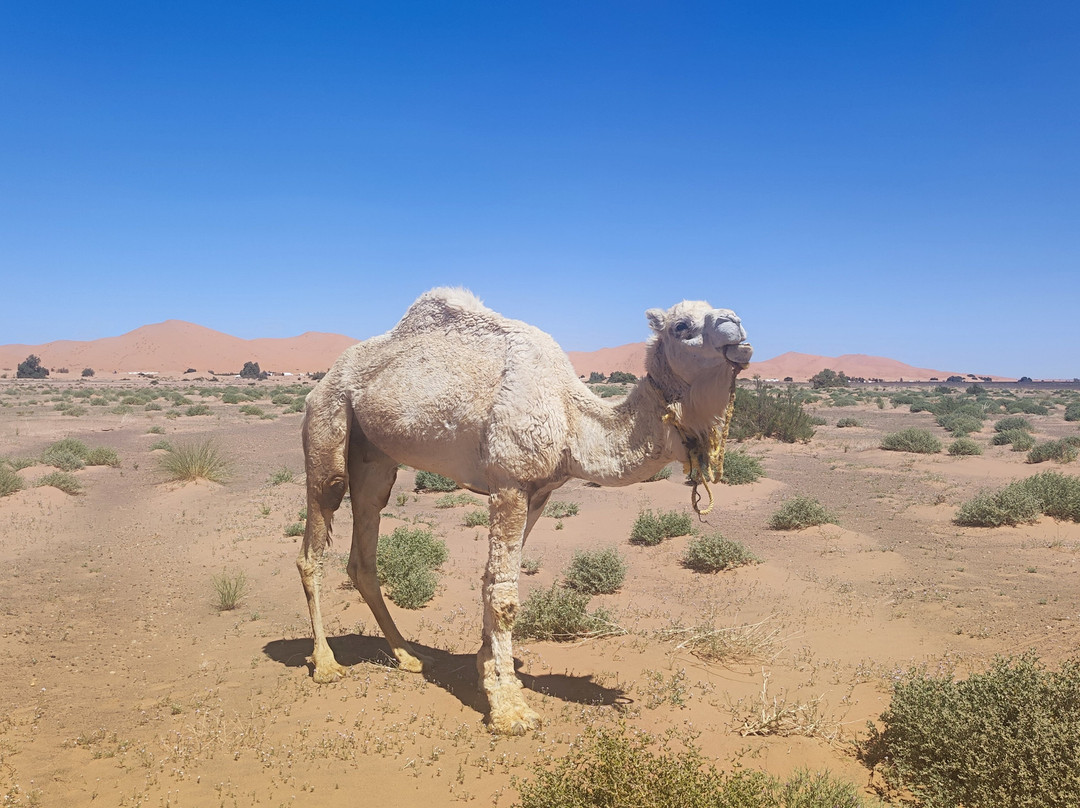 Sahara Experience Tours-马拉喀什必去景点