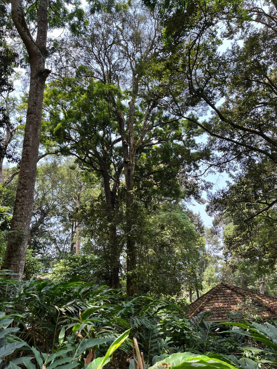 蒙纳大树酒店-旅行者