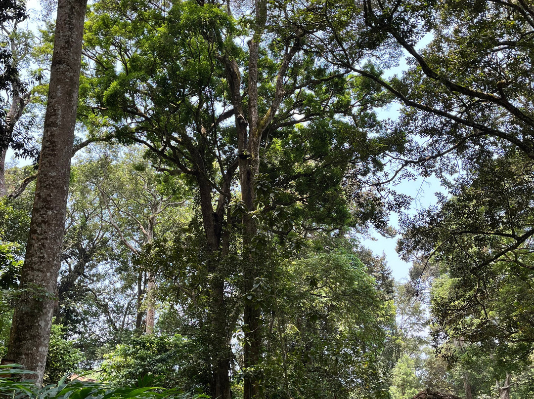 蒙纳大树酒店主图