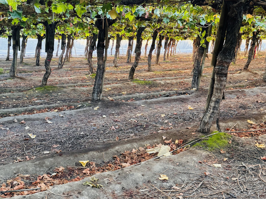 Cuatro Almas Wines-Buin必去景点