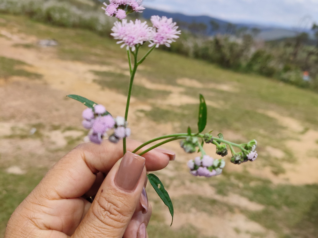 Floresta Estadual Uaimii-欧鲁普雷图必去景点