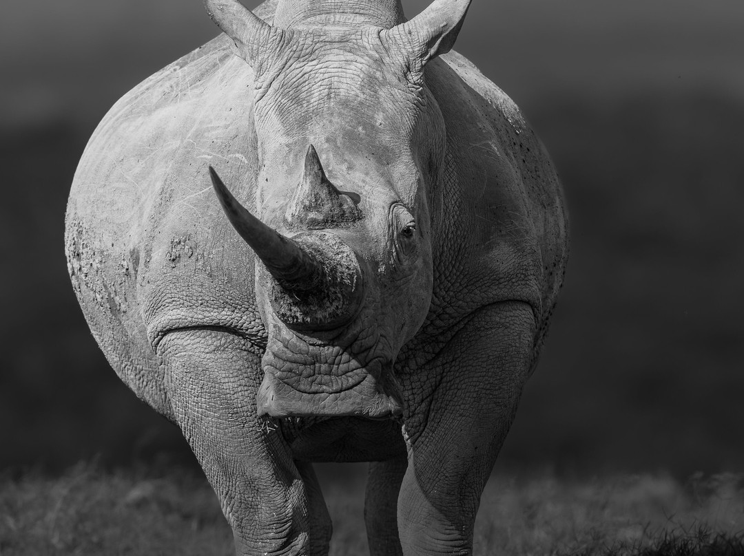 Solio Game Reserve-涅里必去景点