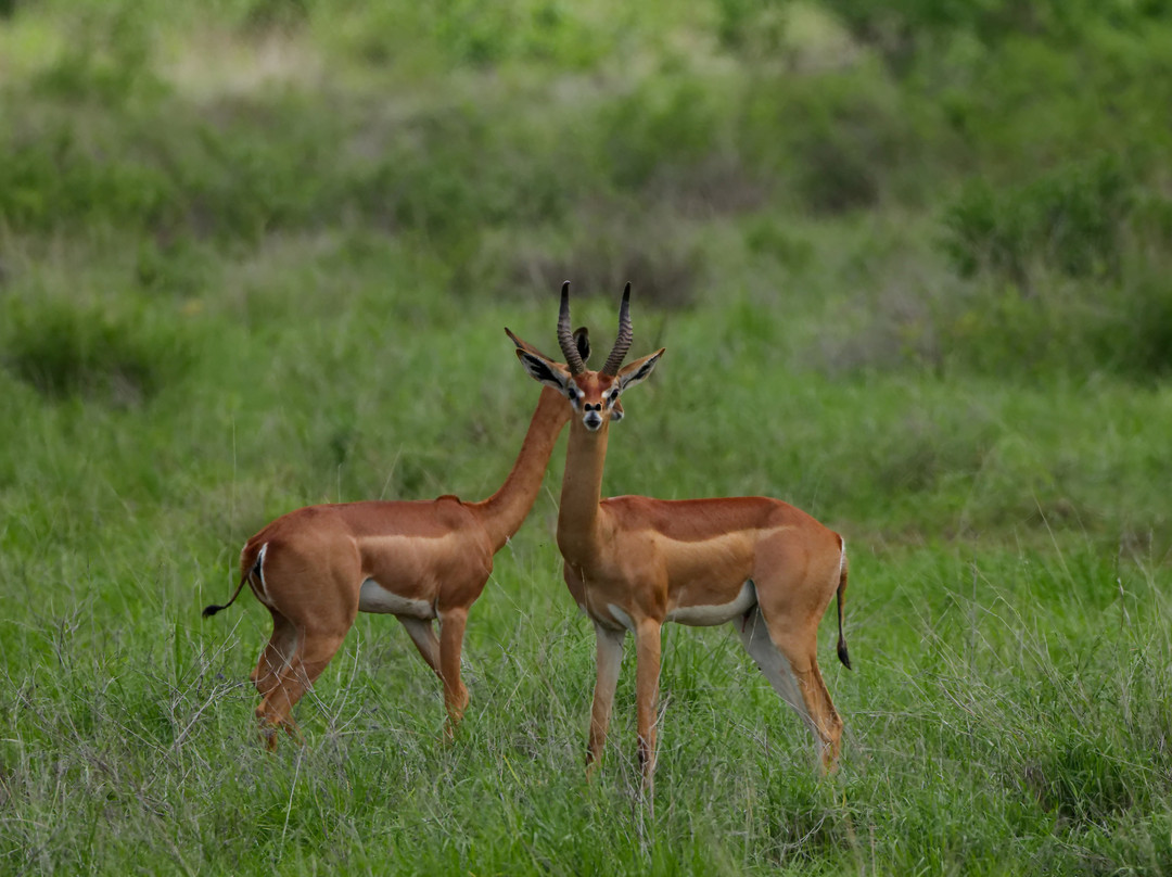 Cherish Africa Safaris-Kikuyu必去景点