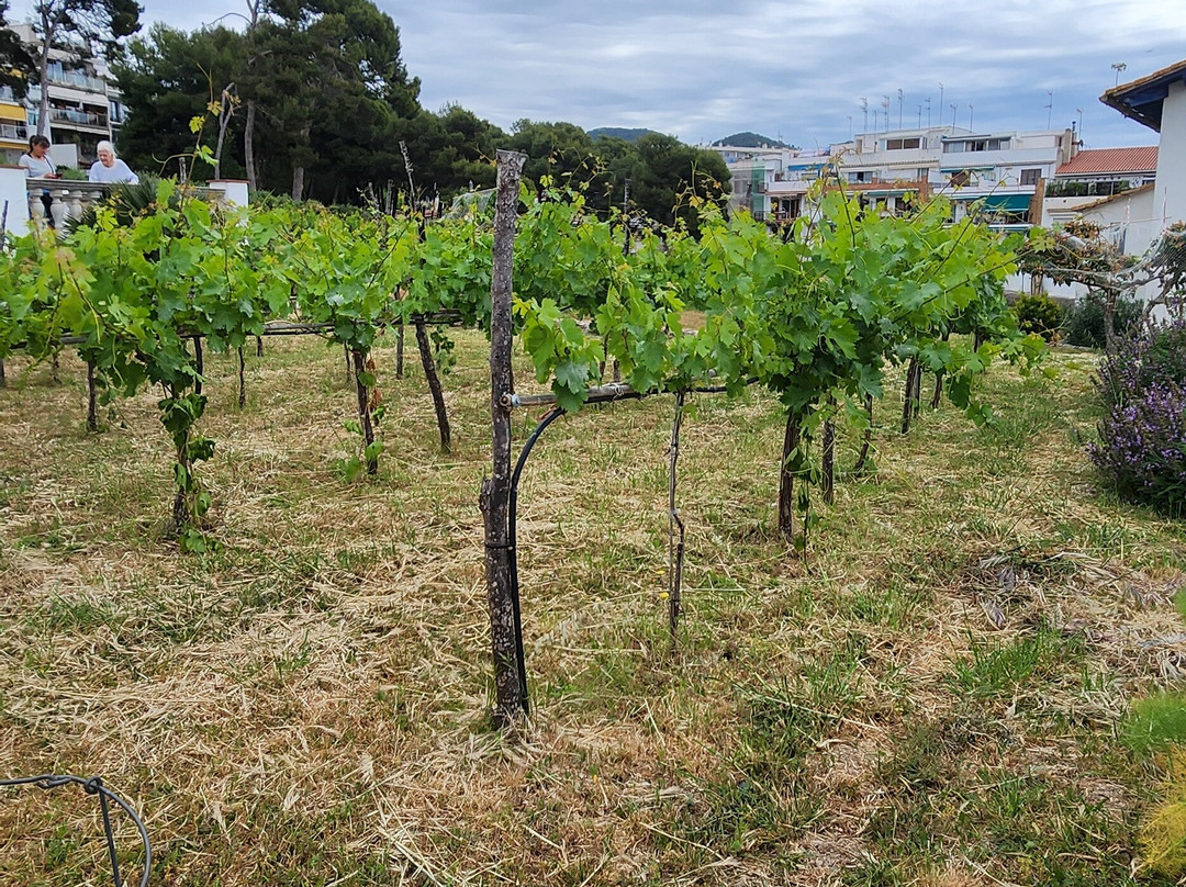 Centre d'Interpretacio De La Malvasia-锡切斯必去景点
