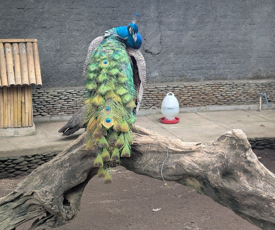 Kemenuh Butterfly Park-Kemenuh必去景点