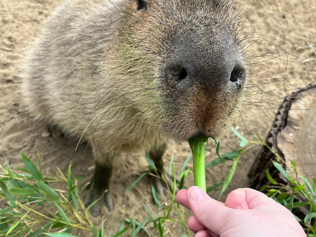 Hertfordshire Zoo-布罗克斯本必去景点