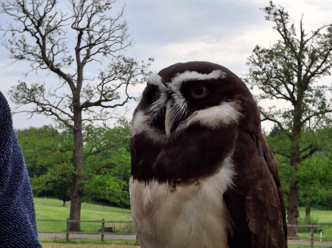 Surrey Hills Falconry-Ockley必去景点