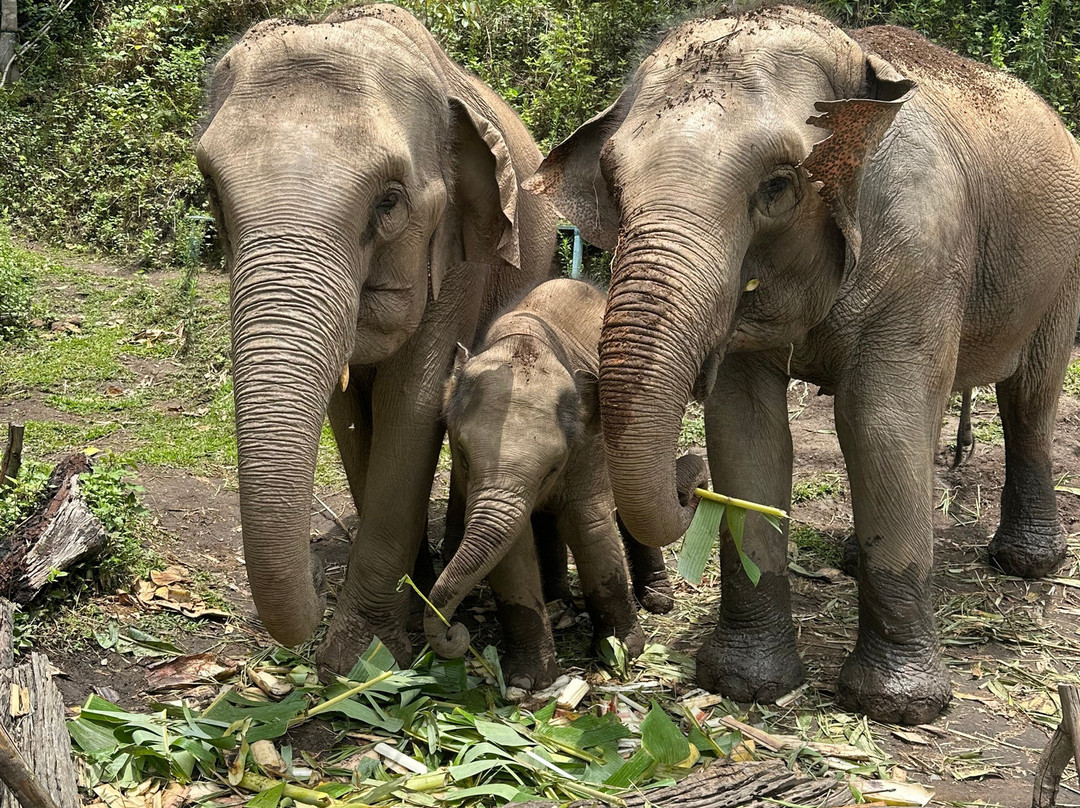 Blue Daily Elephant Care Sanctuary-清迈必去景点
