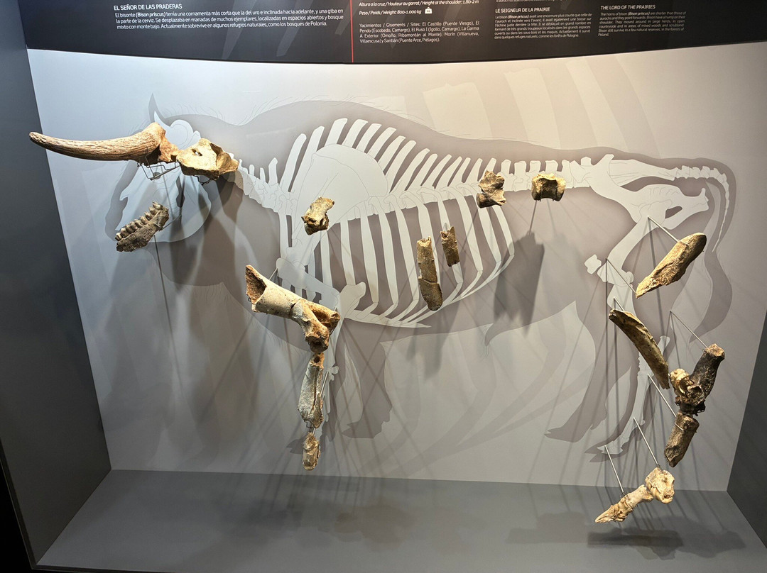 Prehistory and Archaeology Museum of Cantabria-桑坦德必去景点
