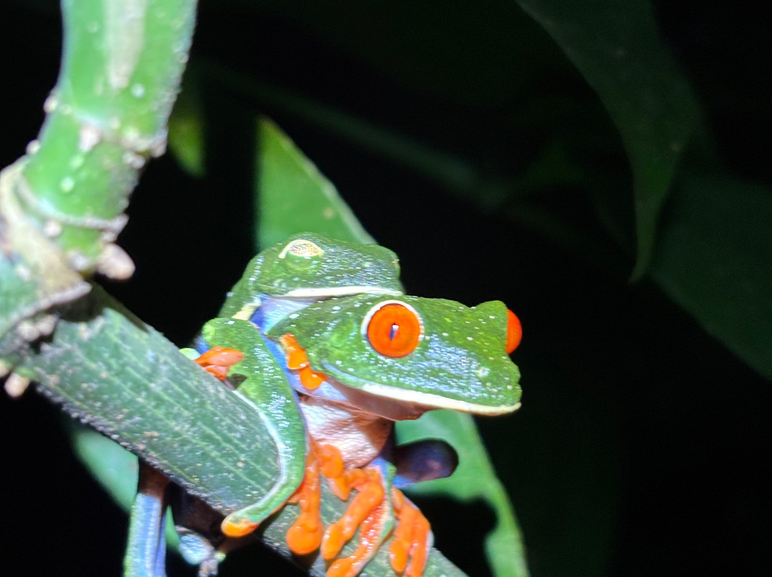 Bijagua Rainforest - Tours-Bijagua de Upala必去景点