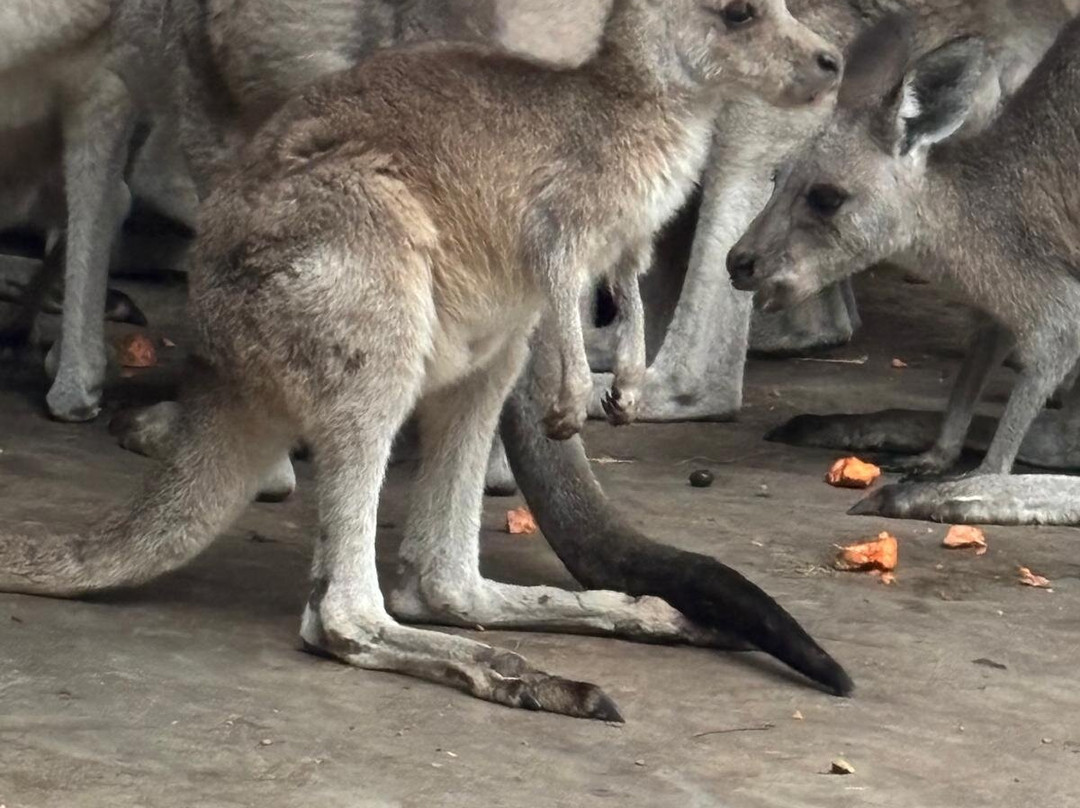 Horizons Kangaroo Sanctuary & Camp Ground-Agnes Water必去景点