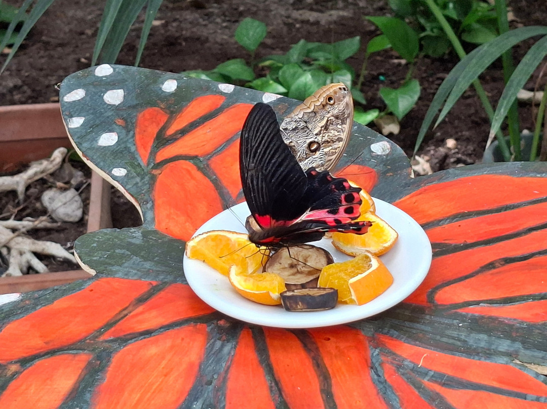 Butterfly House Sardegna-Olmedo必去景点