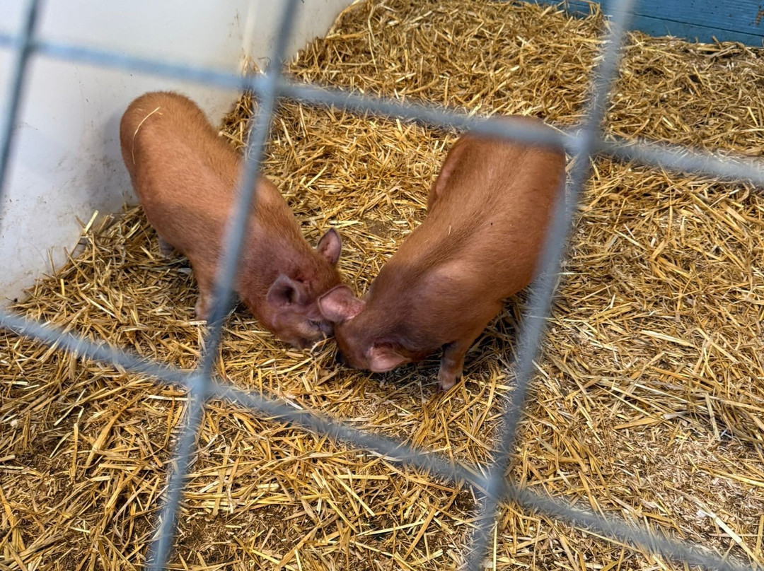 Pennywell Farm-Buckfastleigh必去景点