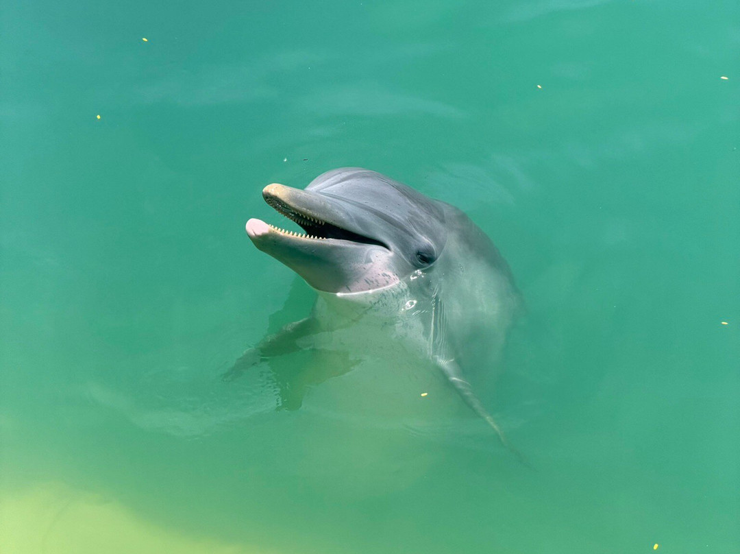 Dolphin Cove Montego Bay-Lucea必去景点