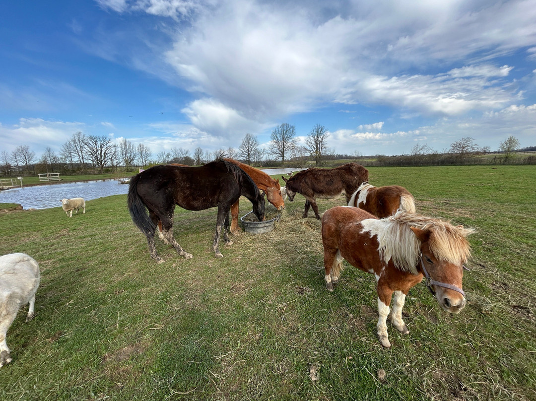 Sunrise Animal Sanctuary-马里斯维尔必去景点