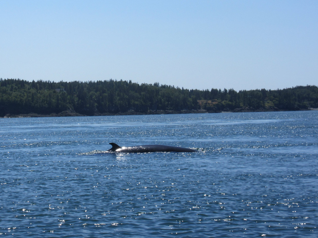 Island Cruises Whalewatching-Campobello Island必去景点