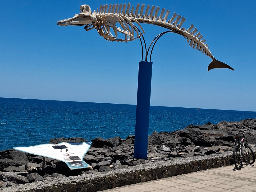 Cuvier's Beaked Whale Skeleton-El Cotillo必去景点