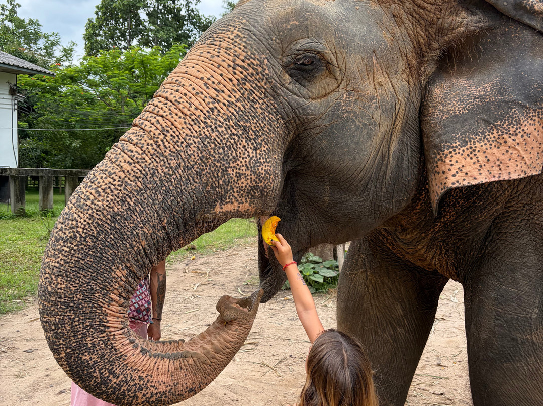 Maerim Elephant Sanctuary-夜林必去景点