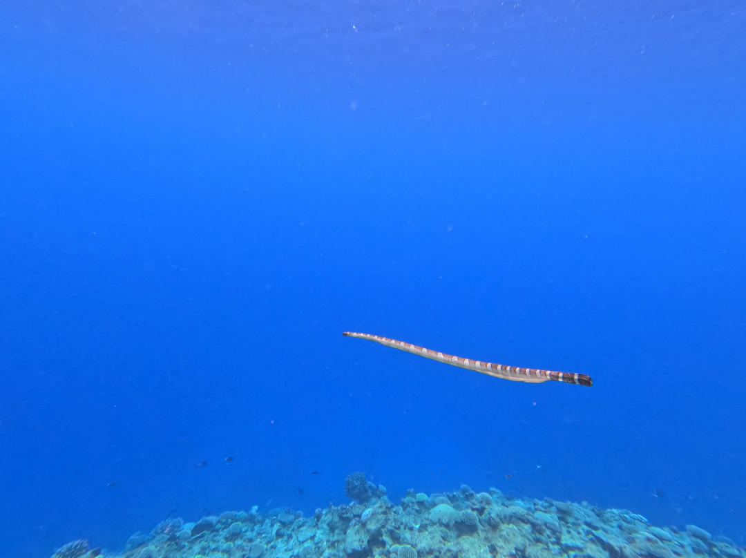 Explore Niue Island Tour-阿洛菲必去景点