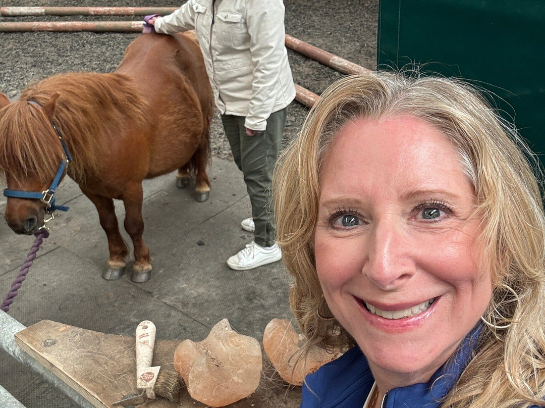 The Shetland Pony Experience-Papil必去景点
