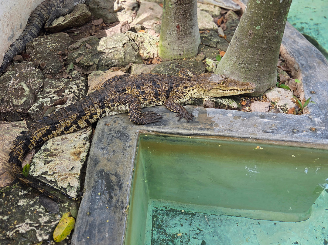 Croco Cun Zoo-从莫雷洛斯港必去景点