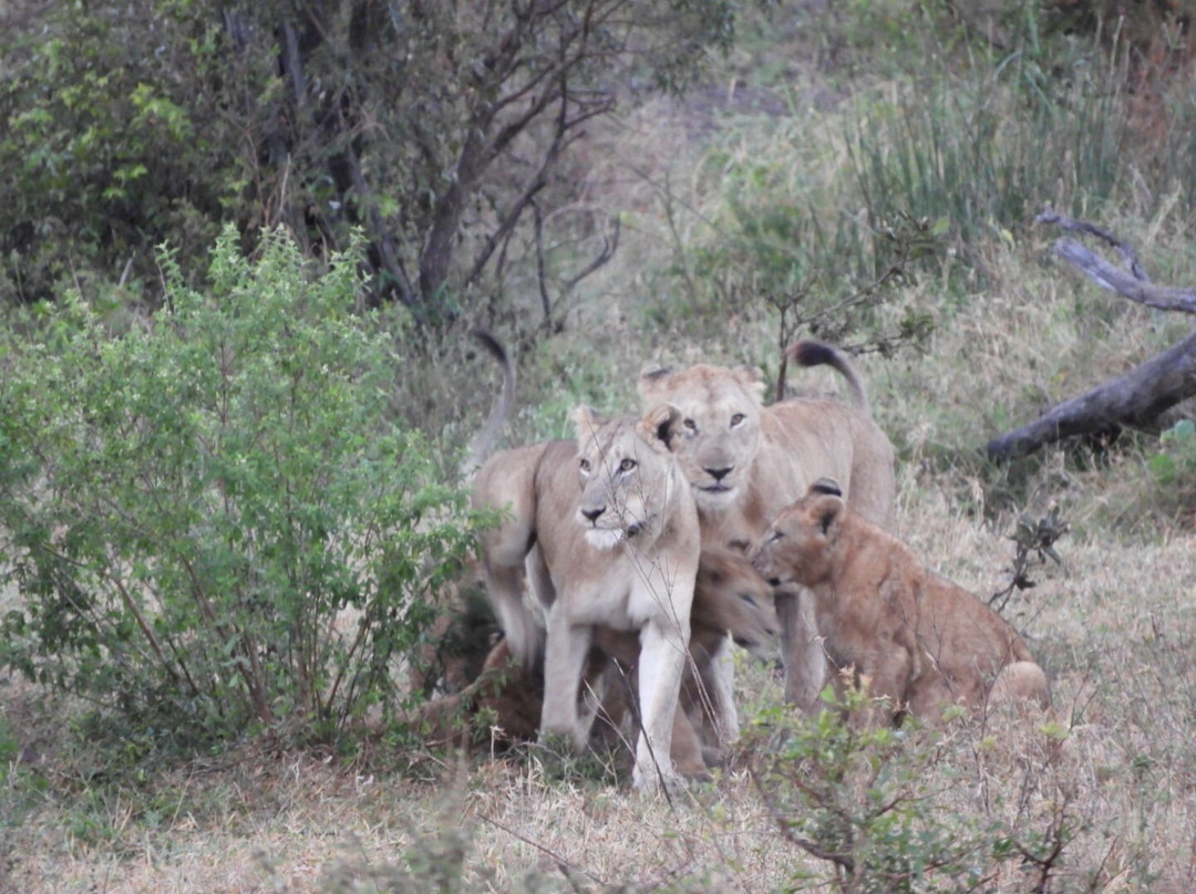 Honey Badger Safaris Kruger Tours-玛洛斯帕克必去景点