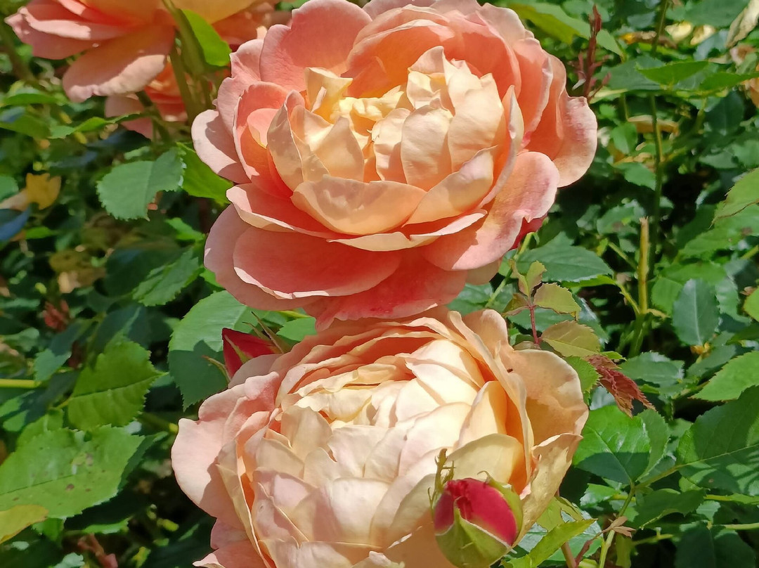 Bangor Castle Walled Garden-班戈必去景点