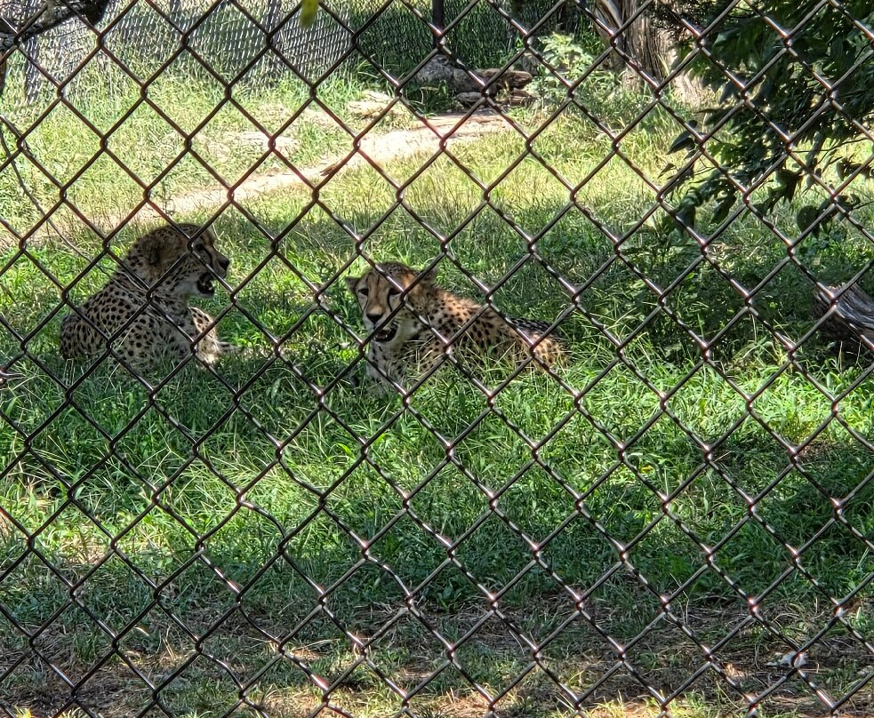 Fossil Rim Wildlife Center-Glen Rose必去景点