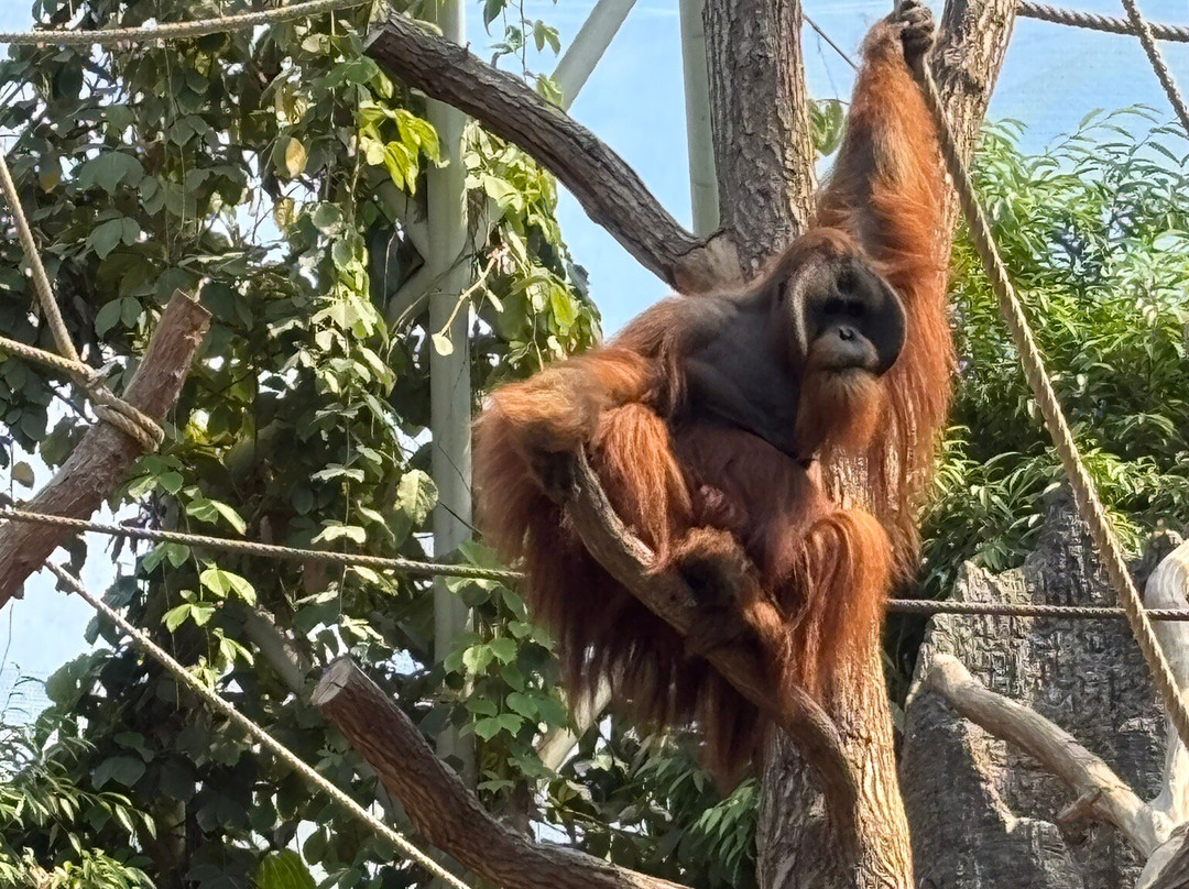 Tierpark Hagenbeck-汉堡必去景点