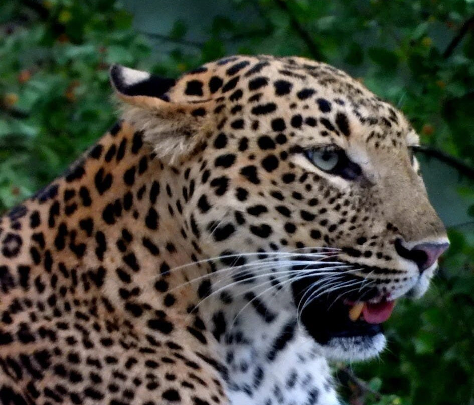 Jawai Leopard Safaris-Jawai Bandh必去景点