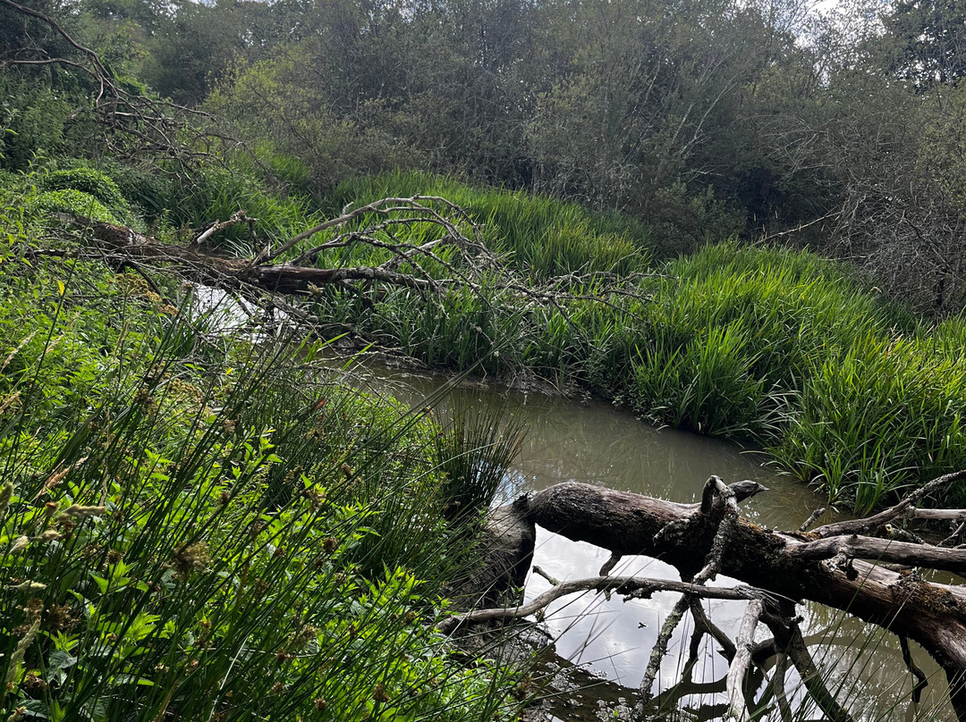 Knepp Wildland Safaris-霍舍姆必去景点