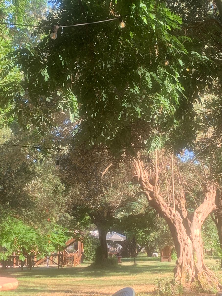 Palazzo Conforti Tree House Resort-旅行者