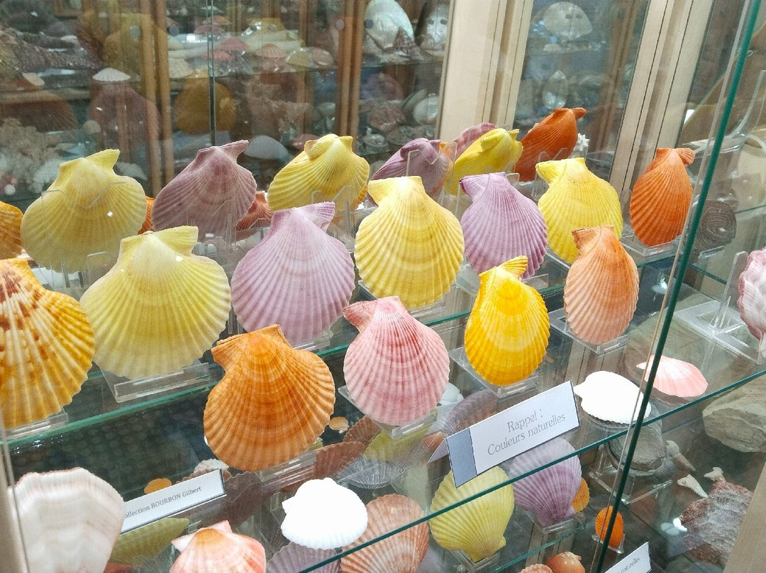 Museum du Coquillage-莱萨布勒多洛讷必去景点