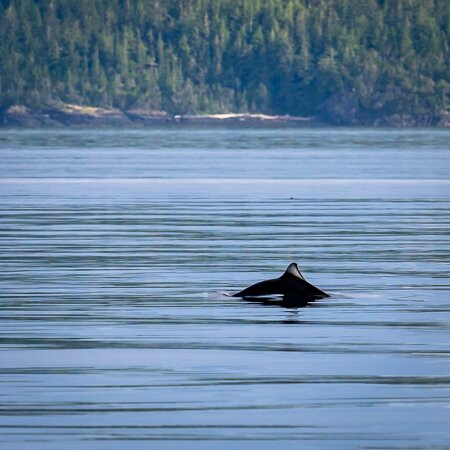 Seasmoke Whale Watching-Alert Bay必去景点