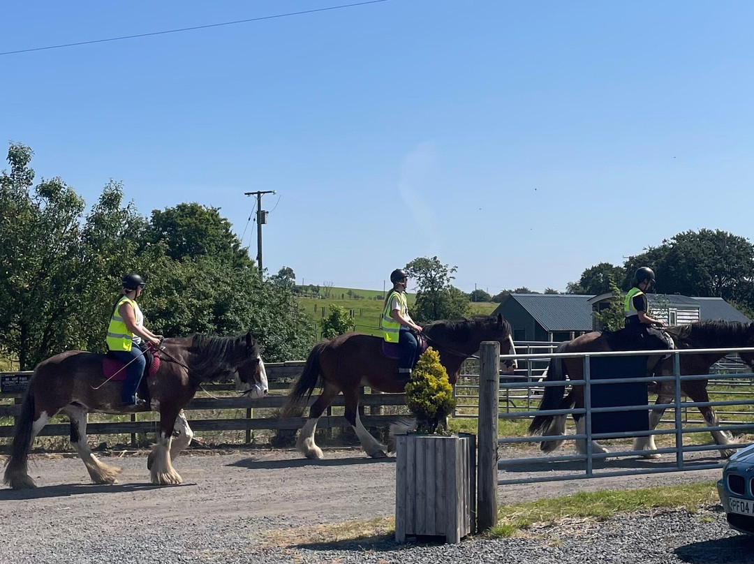 Blackstone Clydesdales Experience-Cumnock必去景点